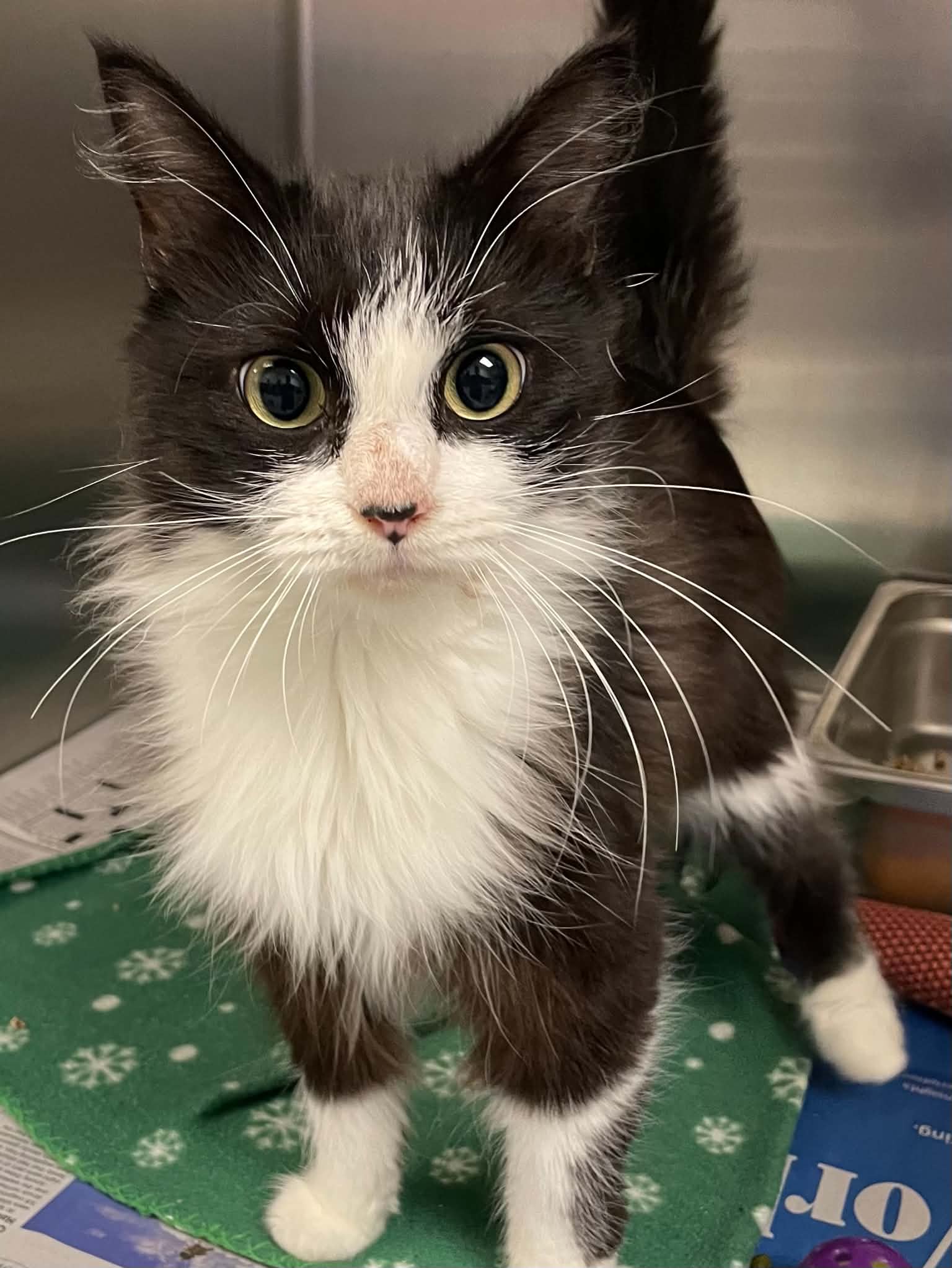 Dominique - Domestic Long Hair