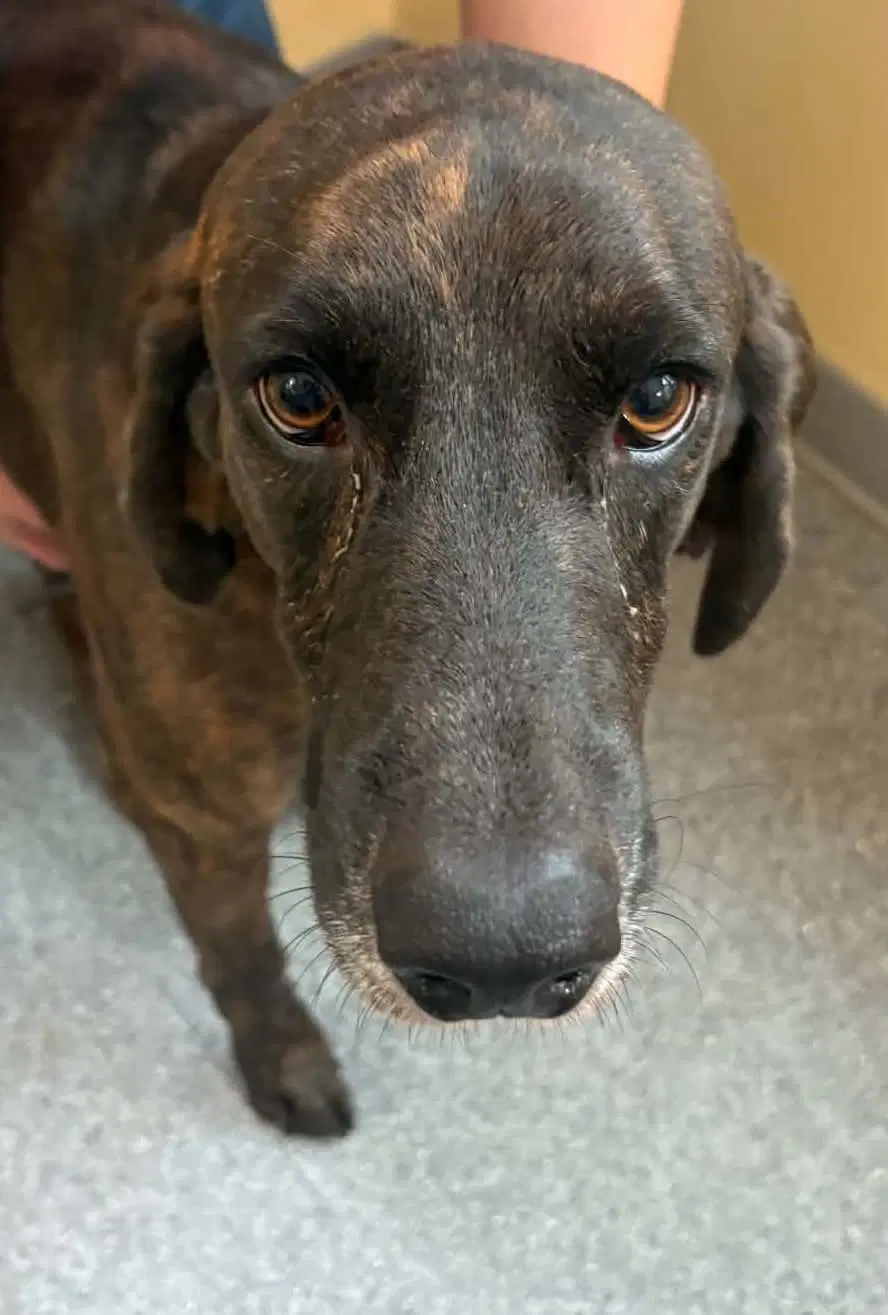 Hank - Plott Hound
