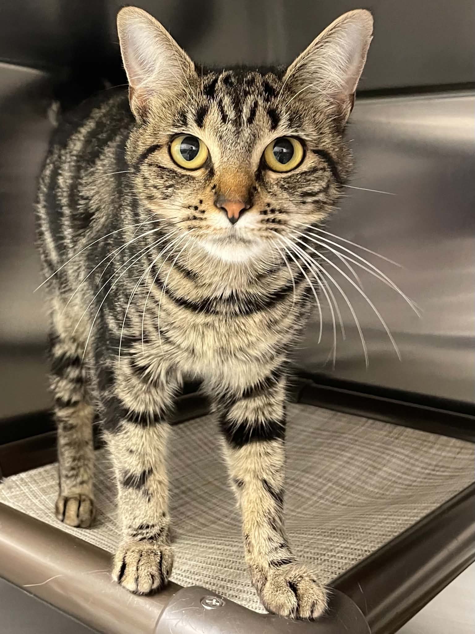 Jasmine - Domestic Short Hair