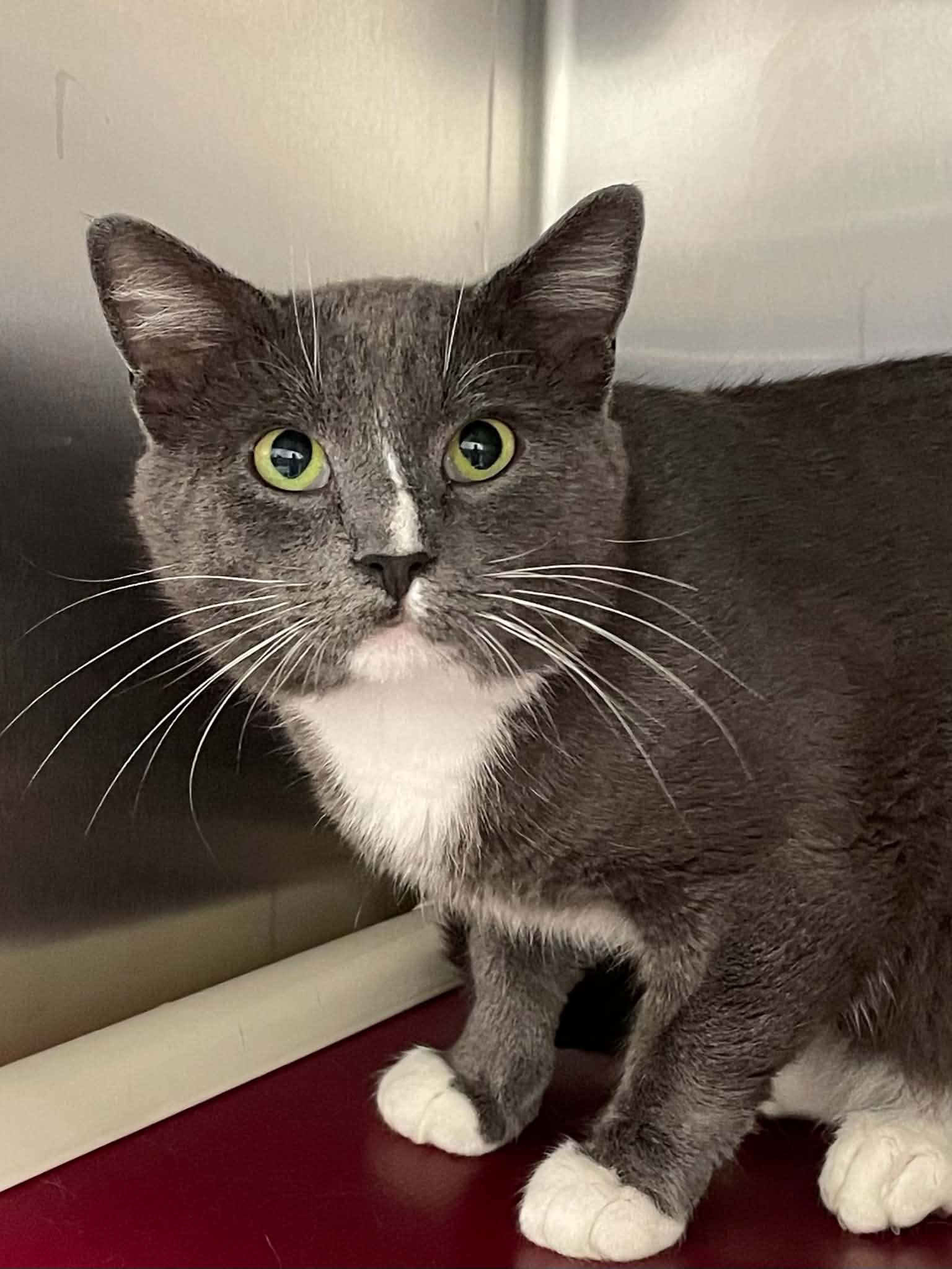 Paco - Domestic Short Hair
