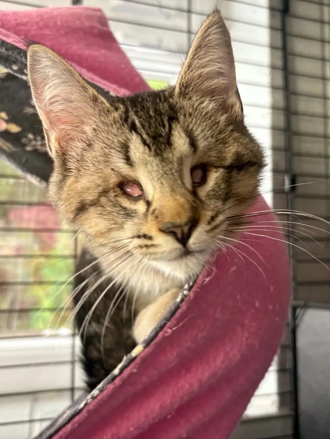 Steven - Domestic Short Hair