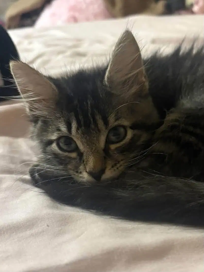 Wolverine - Domestic Long Hair