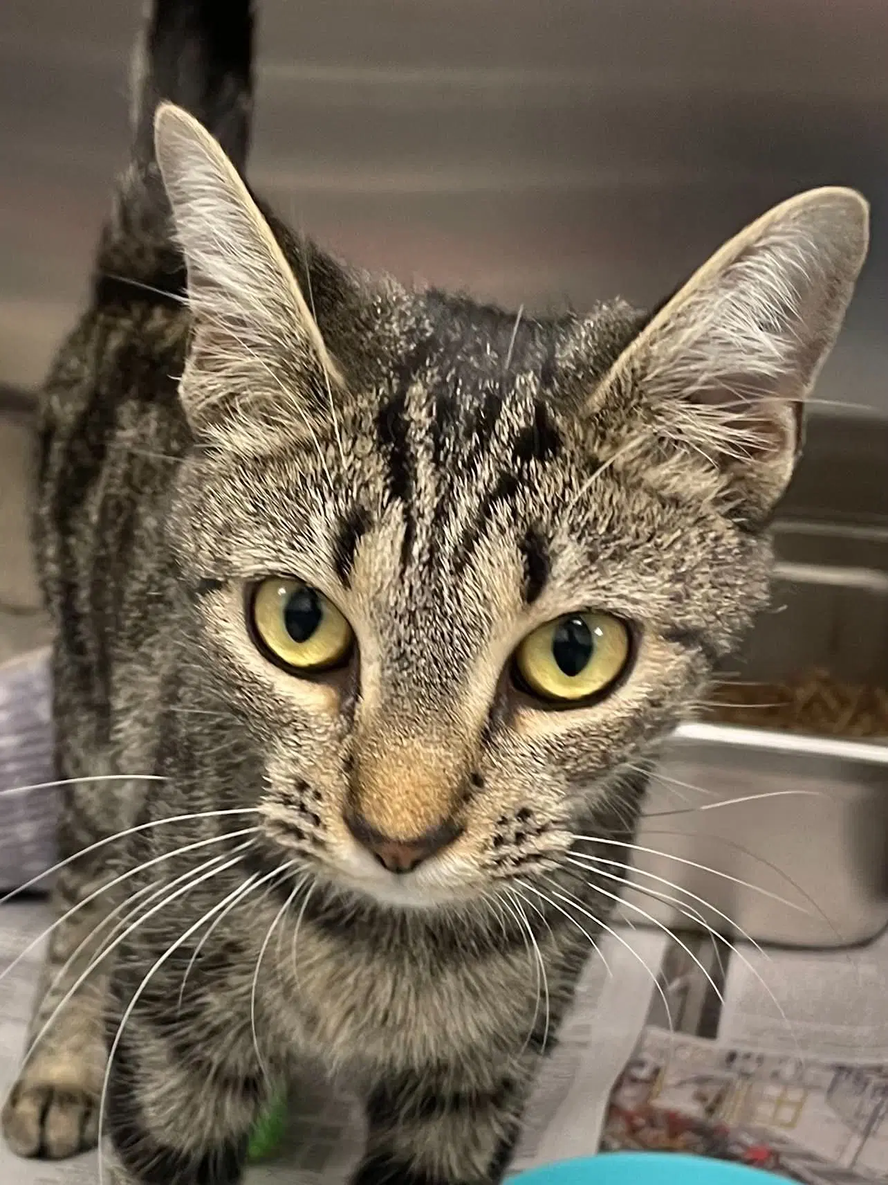 Zara - Domestic Short Hair