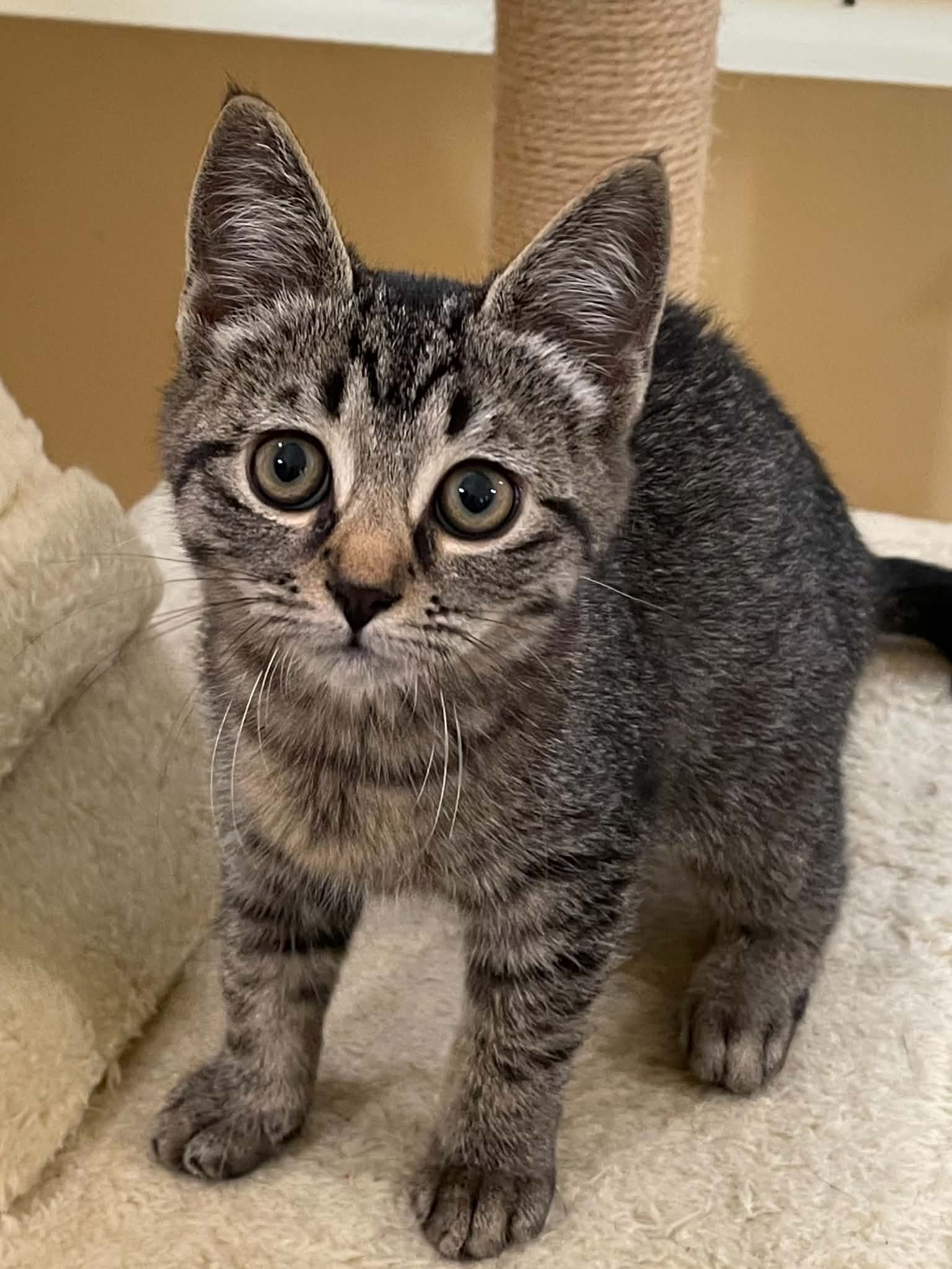 Ziggy - Domestic Short Hair