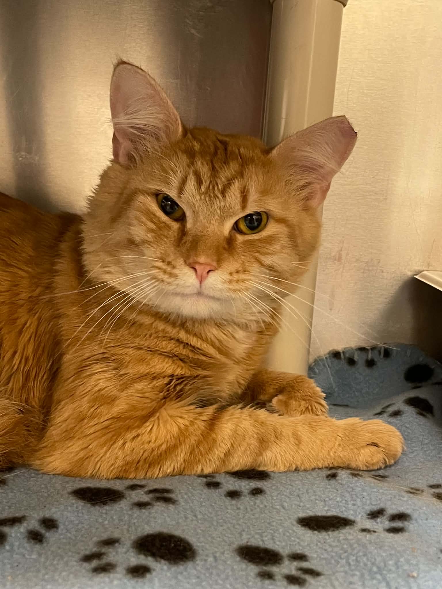 Garfield
