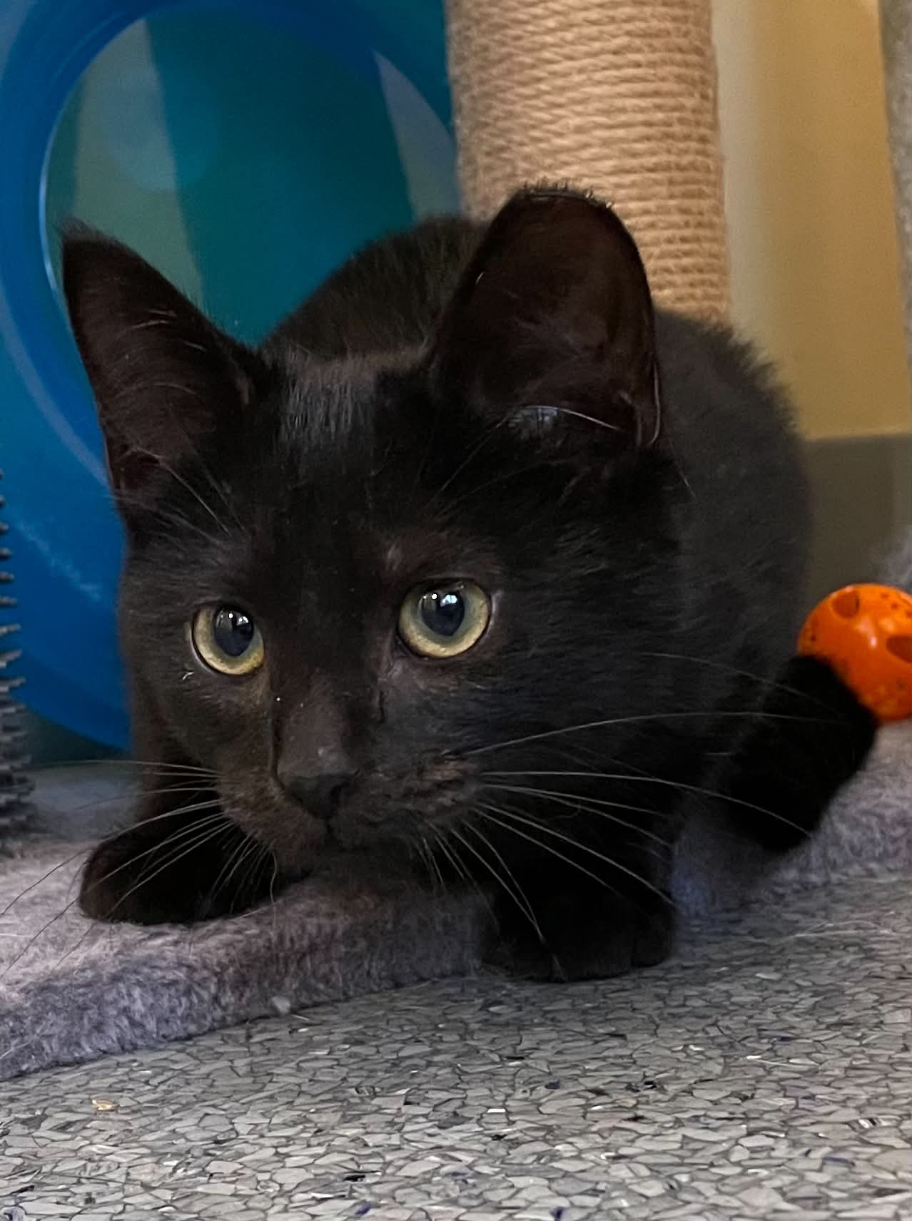 Toothless