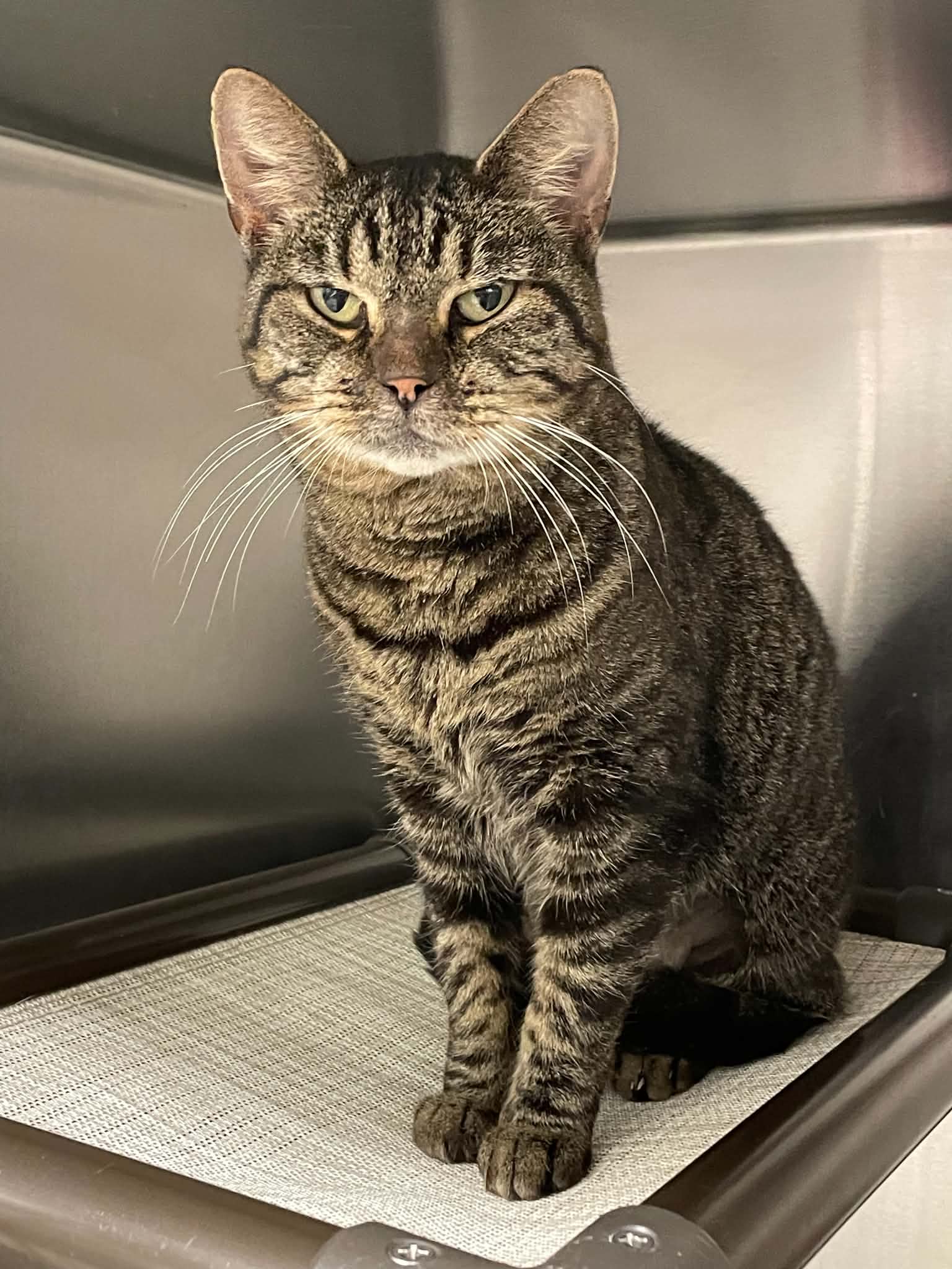 Jojo - Domestic Short Hair