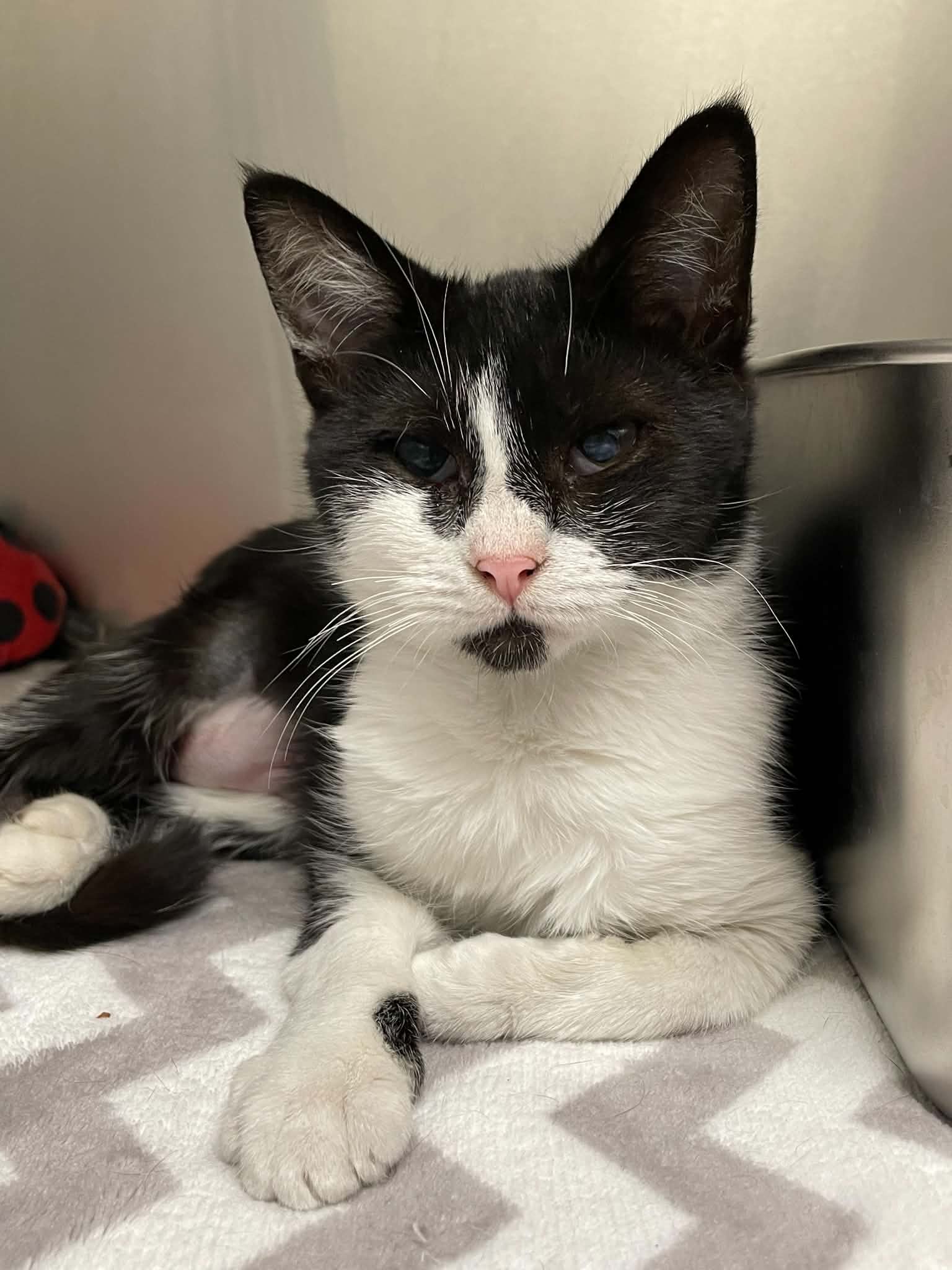 Tilly - Domestic Short Hair