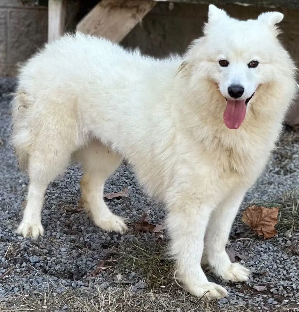 Nova - Samoyed