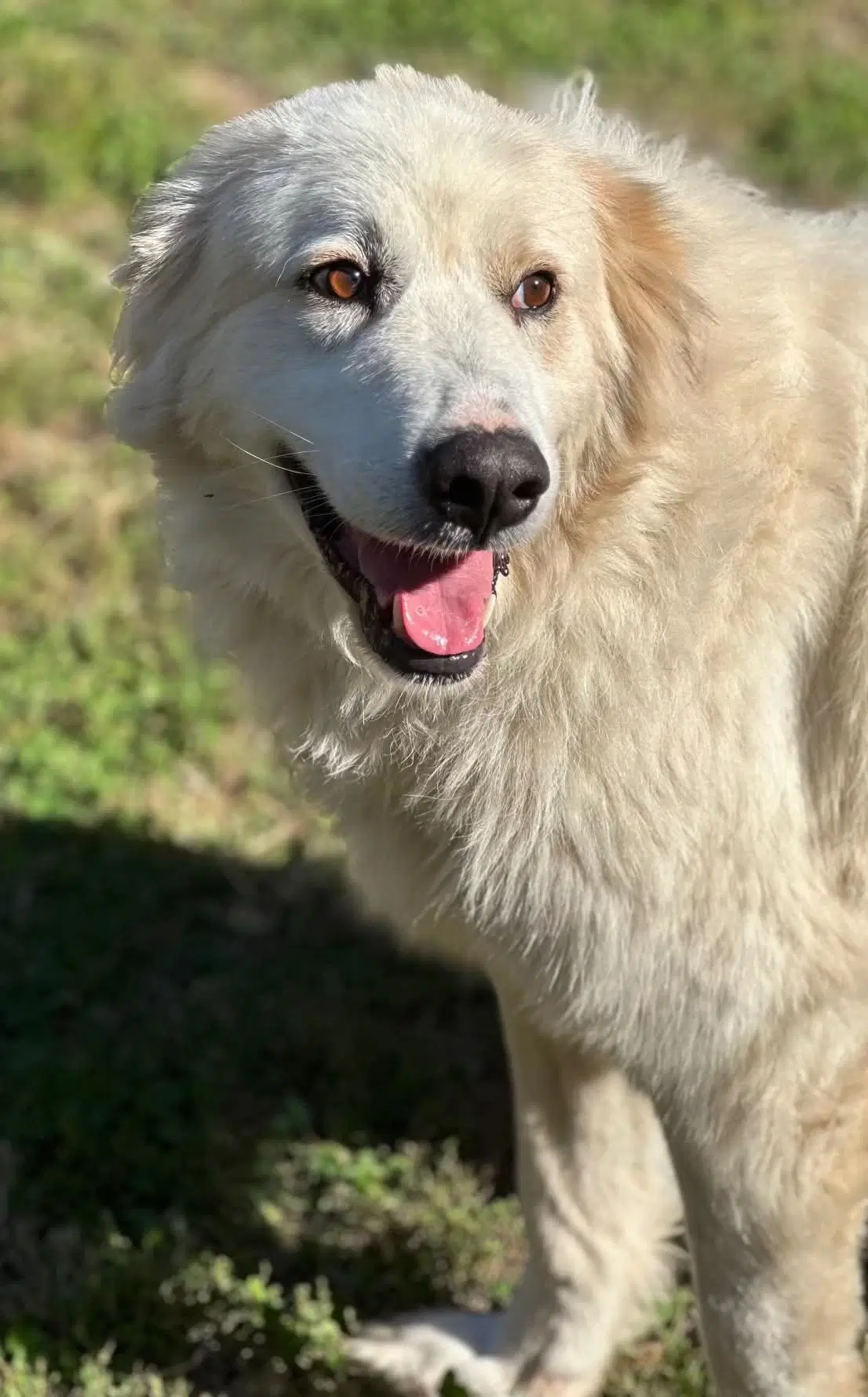 Sally - Great Pyrenees