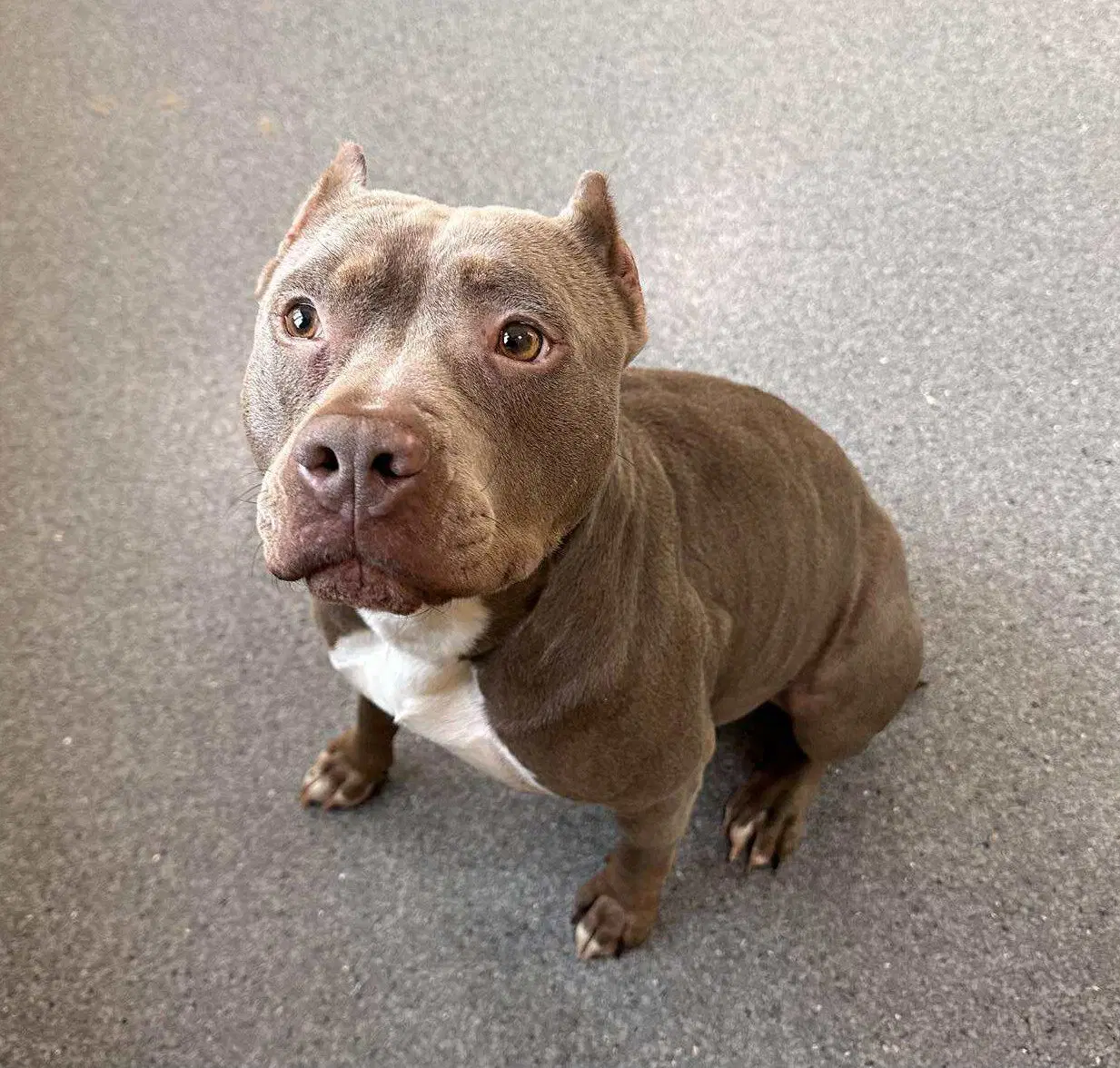 Gwen - Pit Bull Terrier