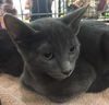 adoptable Cat in Fort Lauderdale, FL named Pepper