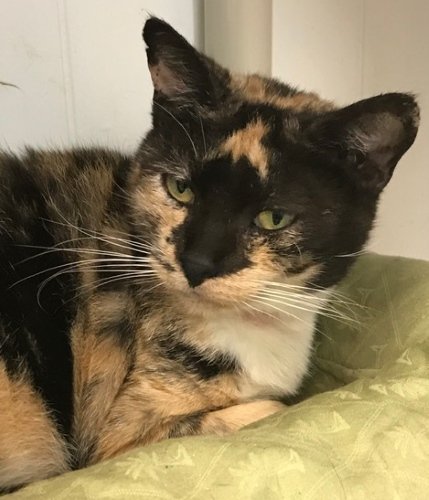 adoptable Cat in Fort Lauderdale, FL named Gypsy