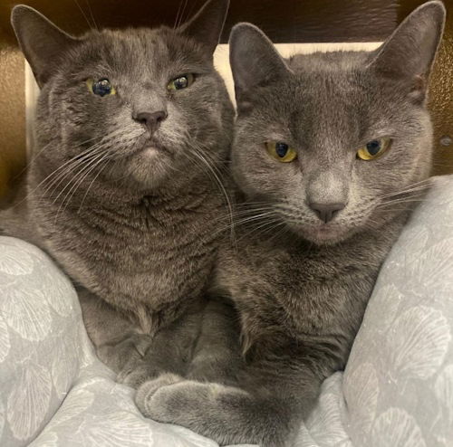 adoptable Cat in Fort Lauderdale, FL named Aspen - Petsmart Plantation