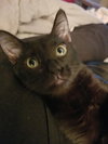 Amber - Petsmart Foster Home - Photo 5