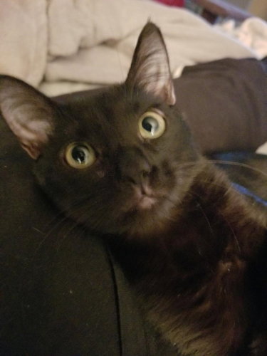 Amber - Petsmart Foster Home
