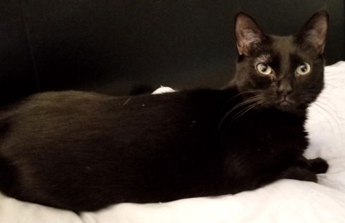 adoptable Cat in Fort Lauderdale, FL named Amber - Petsmart Foster Home