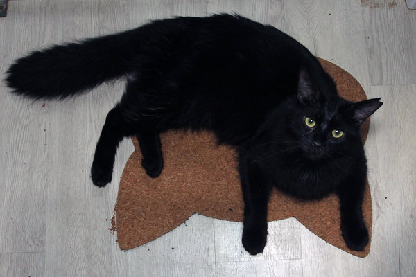 Feral Terry