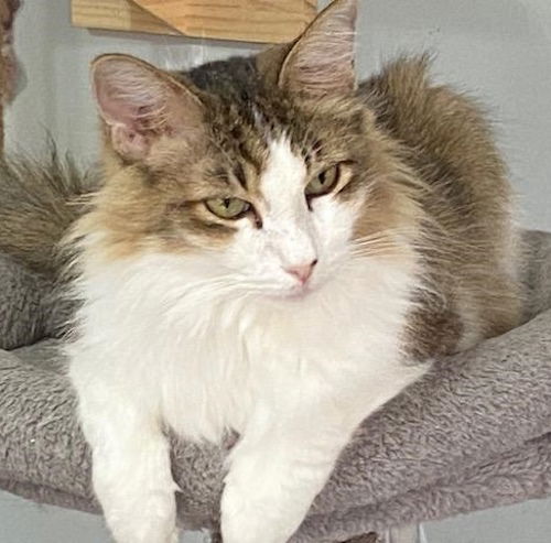 adoptable Cat in Fort Lauderdale, FL named Esmeralda - Courtesy Listing