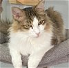 adoptable Cat in  named Esmeralda - Courtesy Listing