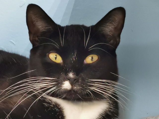 adoptable Cat in Fort Lauderdale, FL named Mr. Hans - Cat Room