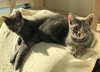 Skittles - Petsmart Foster Home - Photo 6