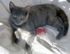 Skittles - Petsmart Foster Home - Photo 5