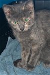 adoptable Cat in  named Skittles - Petsmart Foster Home