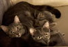 Skittles - Petsmart Foster Home - Photo 7