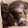Skittles - Petsmart Foster Home - Photo 8