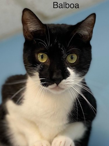 adoptable Cat in Fort Lauderdale, FL named Balboa - Cat Room