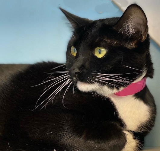 adoptable Cat in Fort Lauderdale, FL named Cybil - Center