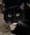 Cybil - Center - Photo 3