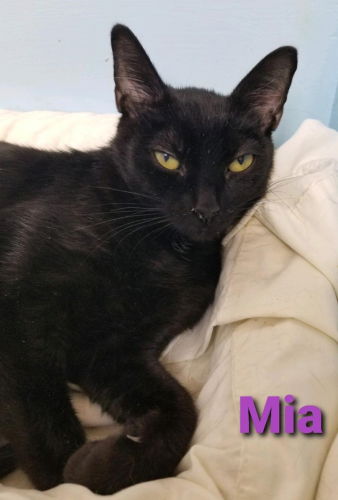 adoptable Cat in Fort Lauderdale, FL named Mia - Cat Room