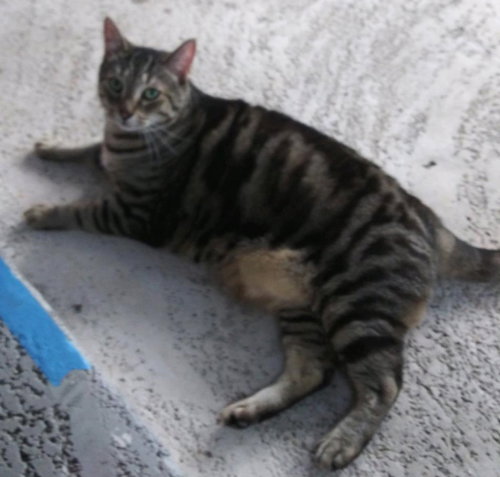 Mama Kitty - Center Foster Home