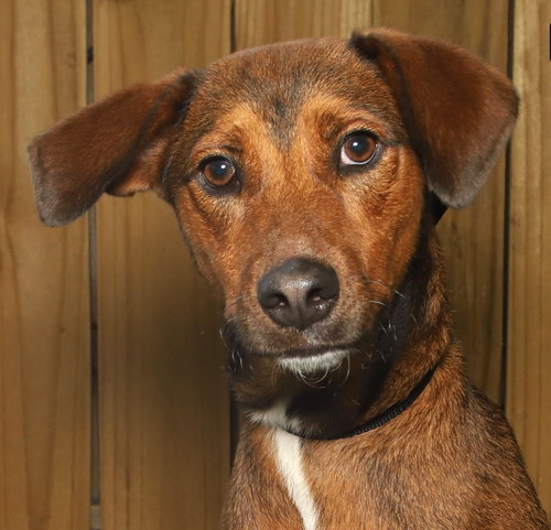picture of the dog needing adoption