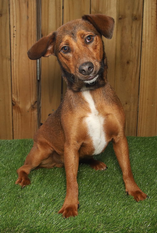 NOAH - Redbone Coonhound / Hound available for adoption