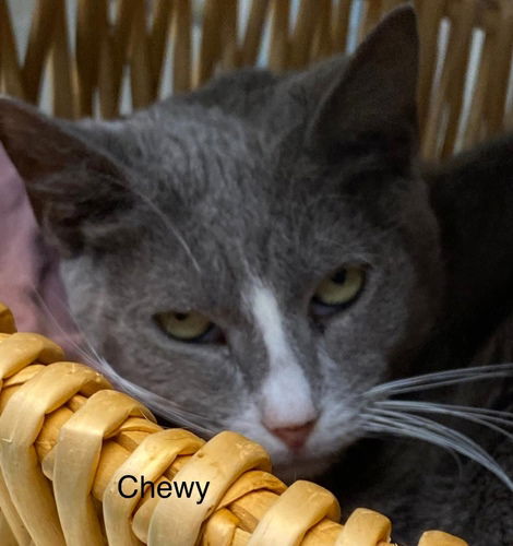 adoptable Cat in Fort Lauderdale, FL named Chewy - Center