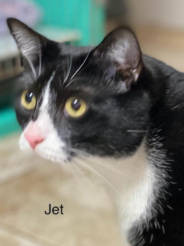 adoptable Cat in Fort Lauderdale, FL named Jet - Center