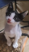 Oreo - Petsmart Plantation Foster Home - Photo 1