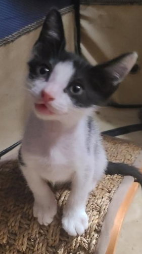 OREO - PETSMART PLANTATION FOSTER HOME - Domestic Short Hair available for adoption