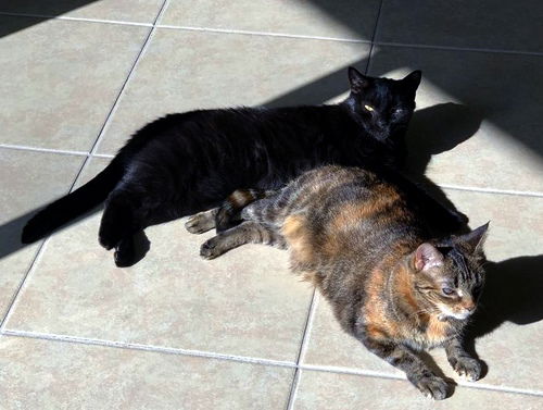 adoptable Cat in Fort Lauderdale, FL named Miera and Maddox-Petsmart Plantation Foster Home