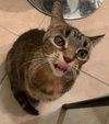 Miera and Maddox-Petsmart Plantation Foster Home - Photo 5