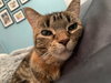 Miera and Maddox-Petsmart Plantation Foster Home - Photo 7