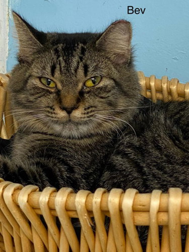 Bev -Cat Room