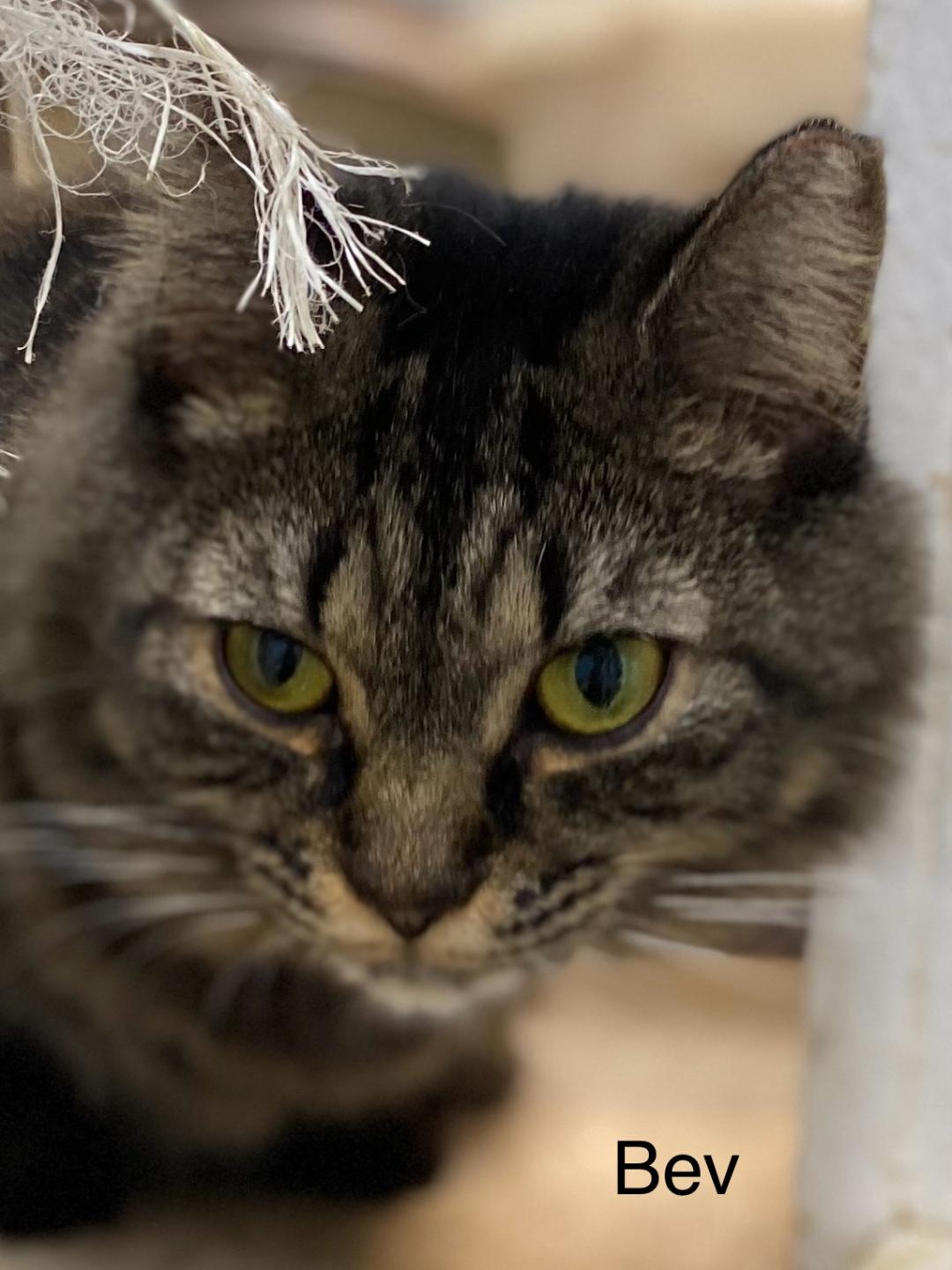 adoptable Cat in Fort Lauderdale, FL named Bev -Cat Room