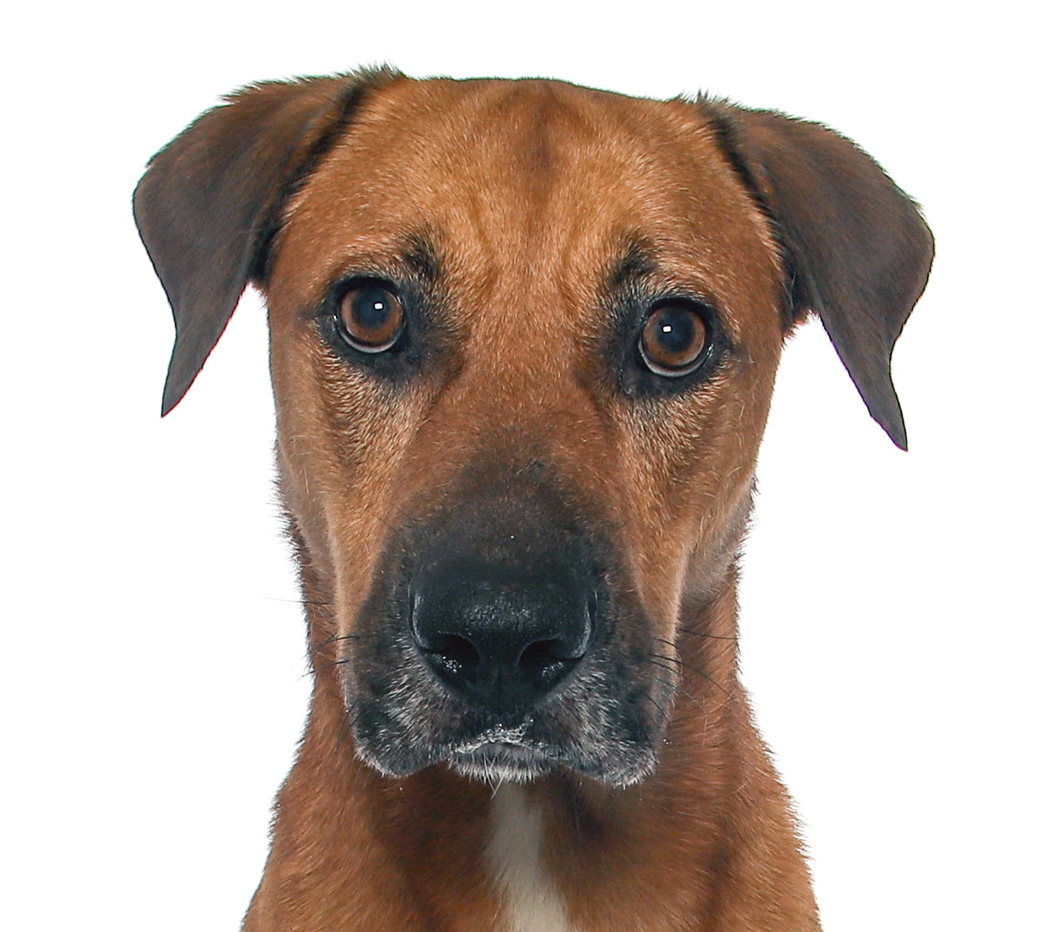 Dog for Adoption - Sponsored - Robby, a Labrador Retriever in Hollywood ...