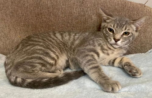 adoptable Cat in Fort Lauderdale, FL named Tigerbell - Courtesy Listing