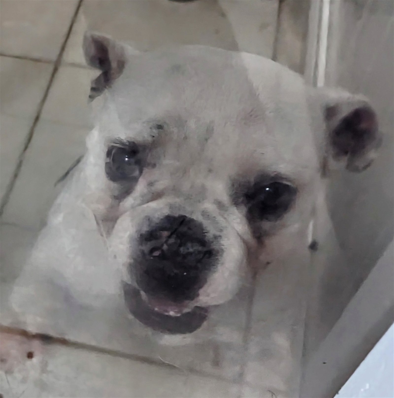 Dog for Adoption - Carrie, a French Bulldog in Riviera Beach, FL ...