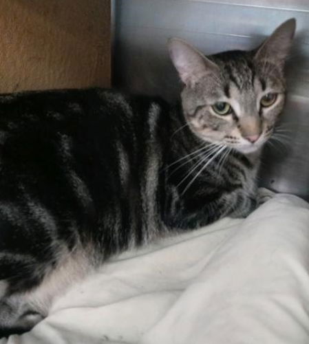 adoptable Cat in Fort Lauderdale, FL named Tina - Petsmart Plantation Foster Home